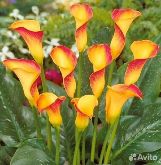 Клубни каллы