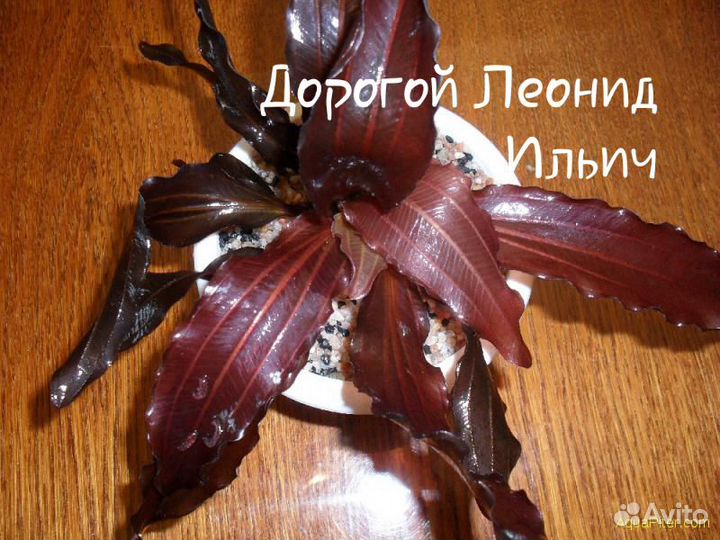 Сортовые Эхинодорусы