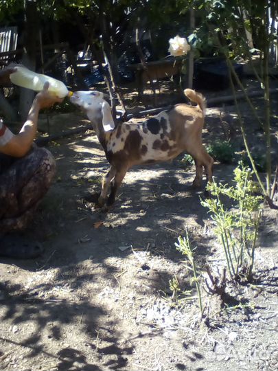 Англо нубийские козлята