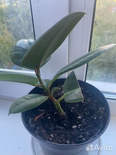 Фикус каучуконосный