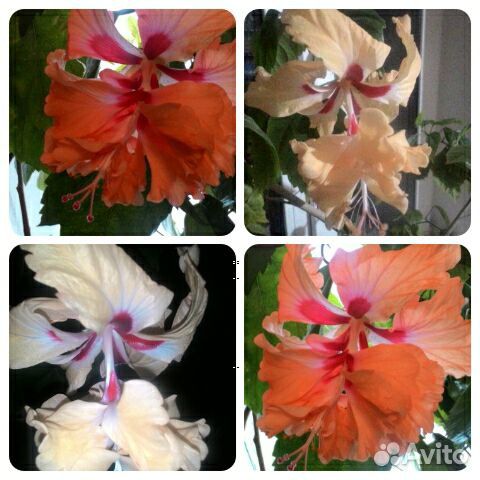 Гибискусы разных расцветок и Абутилоны