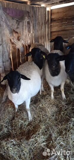 Белые и черноголовые овцы бараны Дорпер