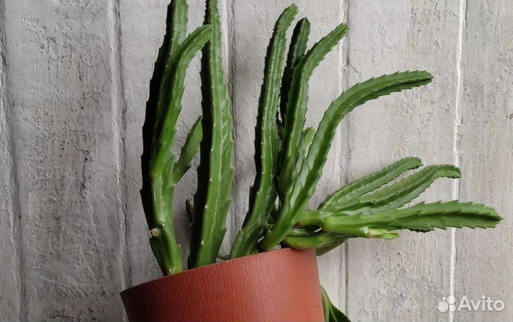 Стапелия гигантская (суккулент, кактус)