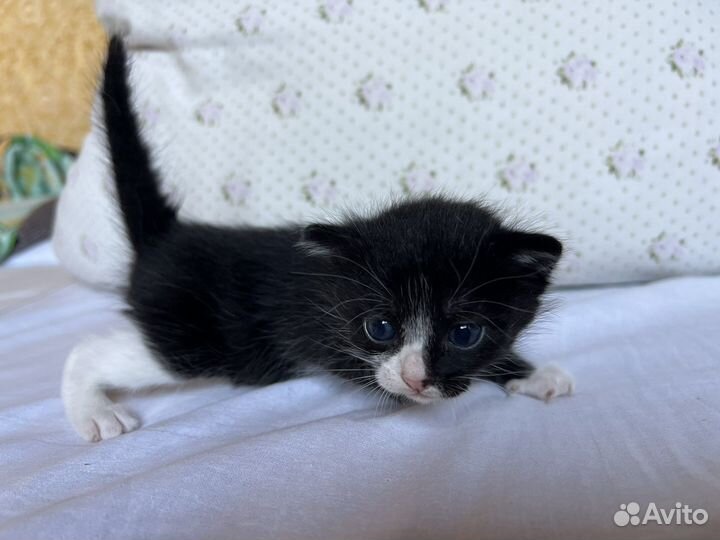 Котята отдам даром