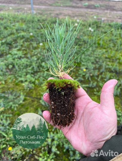 Сосна зкс окс сеянцы Ель Лиственница Голуб Горная