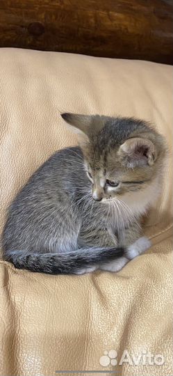 Кошка в дар