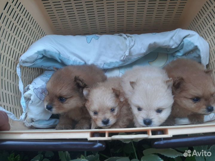 Щенки шпица мини