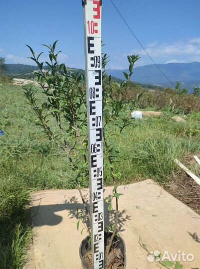 Бирючина обыкновенная, кустарник 0,8-1м, 1-1,2 м