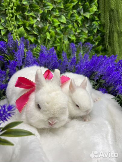 Кролики декоративные