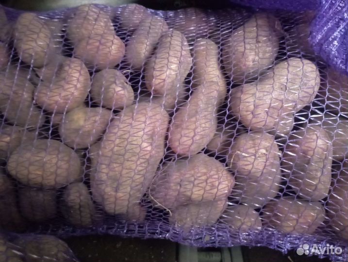 Продам картофель домашний