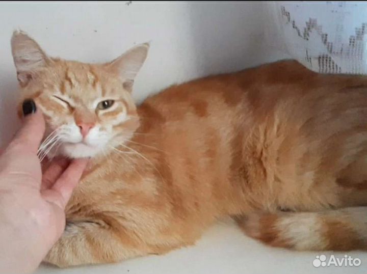 Котик бесплатно