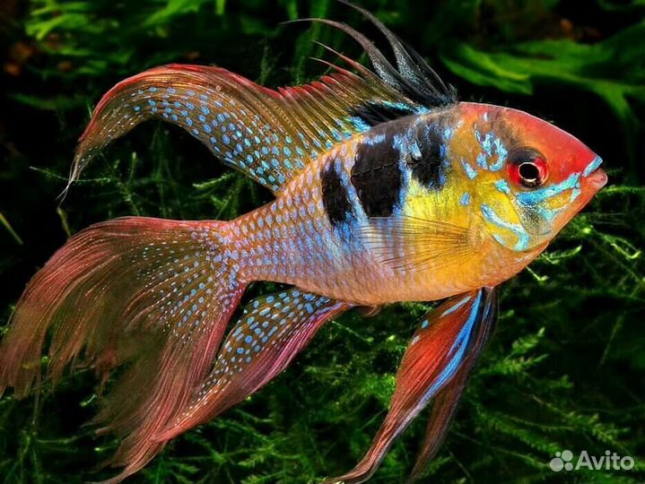 Продам Аквариумных Рыбок. Свое разведение