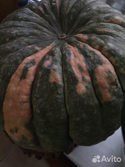 Тыква большая