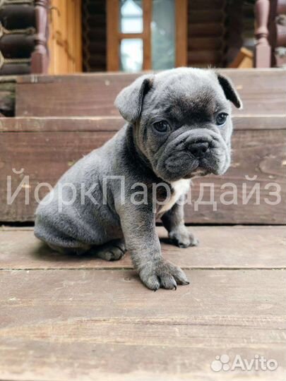 Французский бульдог голубой
