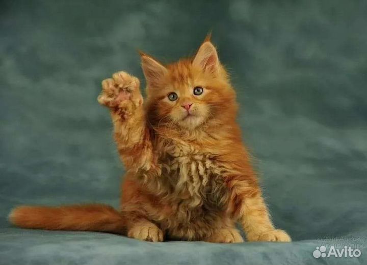 Мейн-кун мальчик