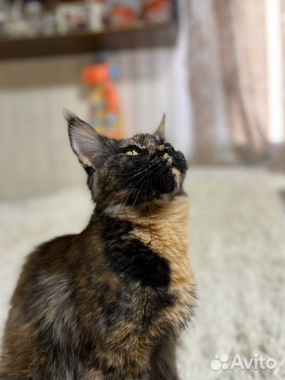 Котята мейн-кун