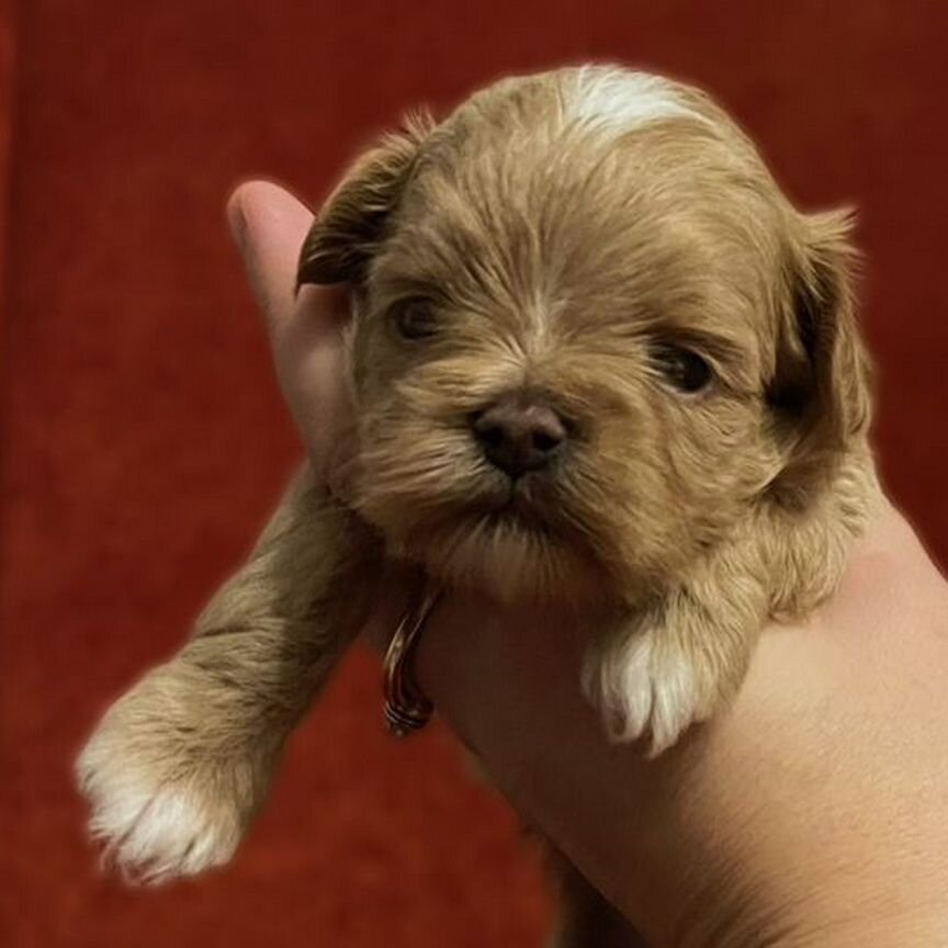 Maltipoo mini,baby face