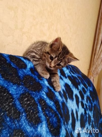 Кошка британка