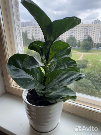 Фикус лирата бамбино