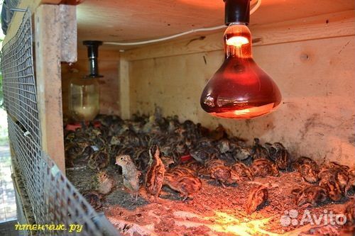 Лампа икзк 250вт е27 инфракрасная для животных