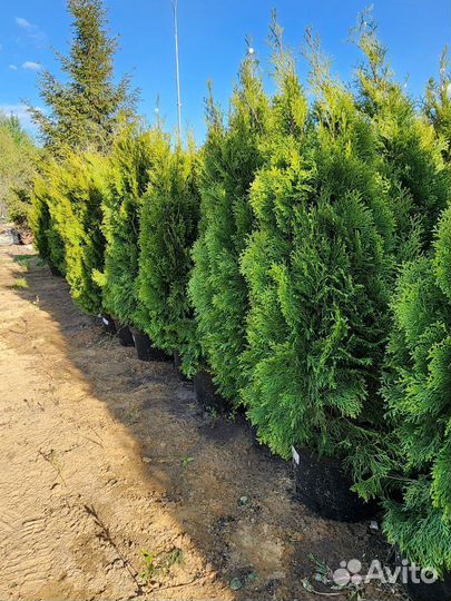 Туя от производителя 130см