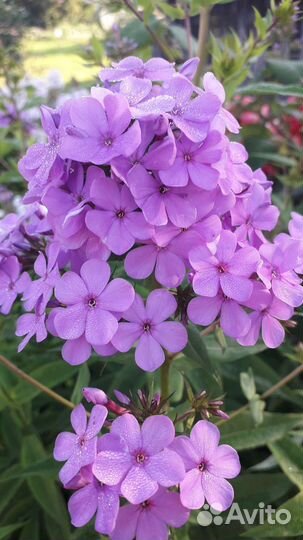 Флоксы многолетние(мелкоцветковые)