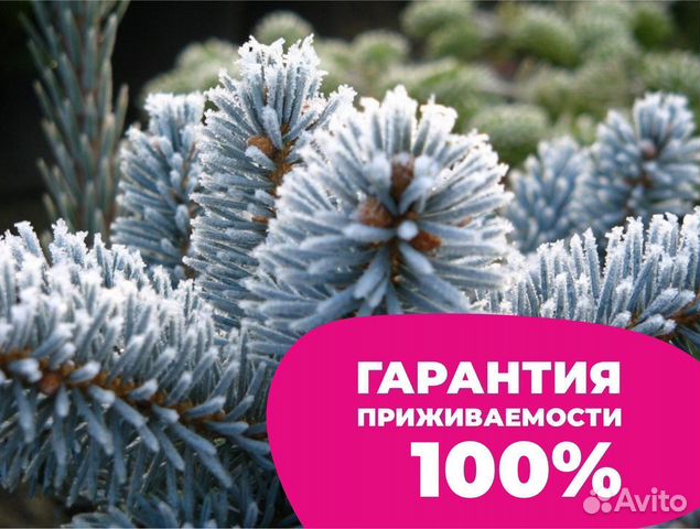 Голубая ель рисунок