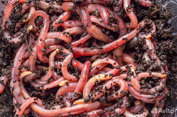 Калифорнийские черви