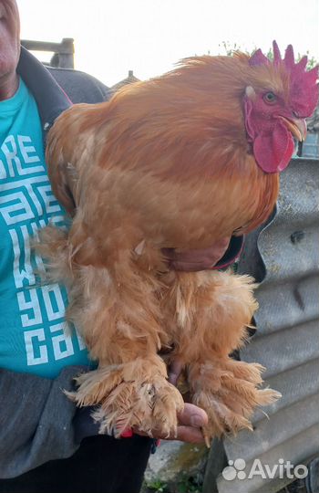 Яйца для инкубации