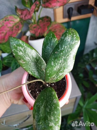 Хойя Sigitalis d 6