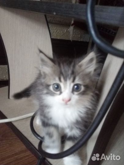 Маленькие пушистики