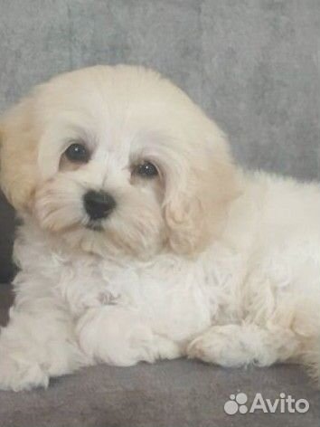 Щенки мальтипу f1