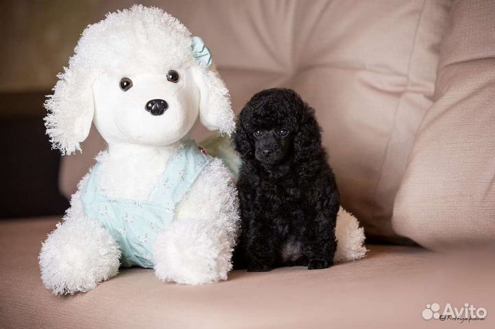 Миниатюрный пудель щенки