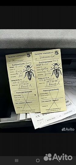 Матки Карника в наличии