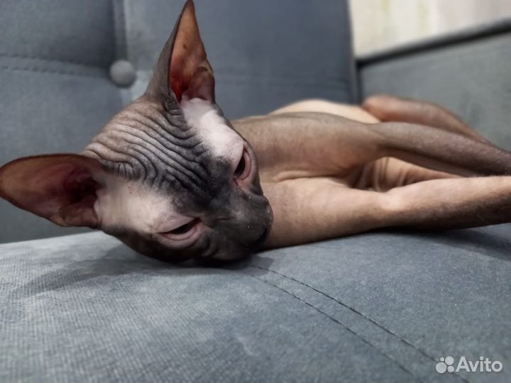 Вязка кот Левкой сфинкс 2 года