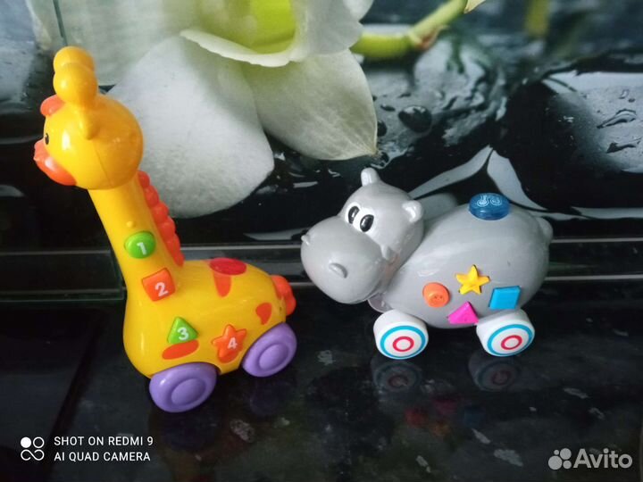 Жираф. Бегемот