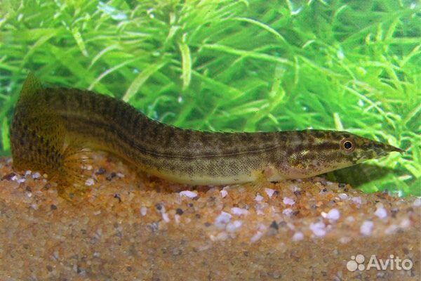 Макрогнатус панкалус