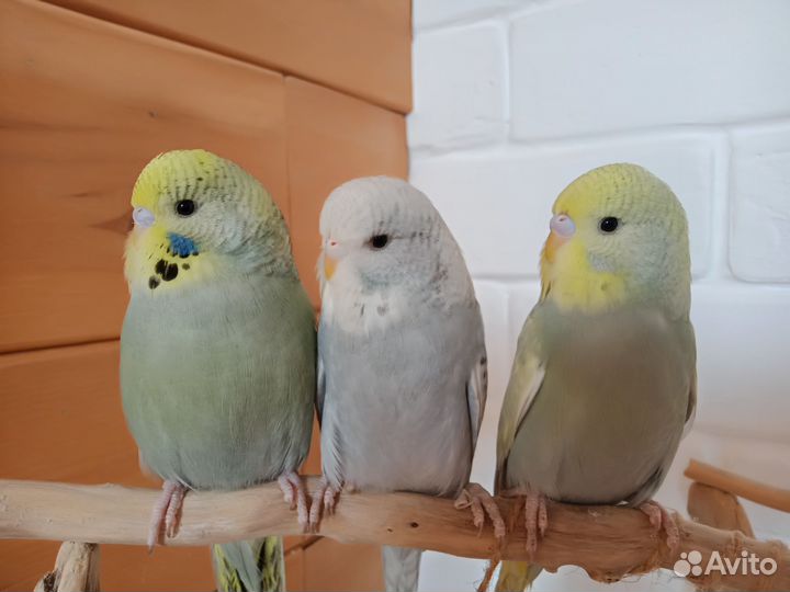 Волнистые попугаи