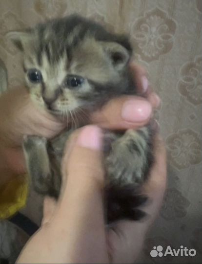 Кошка