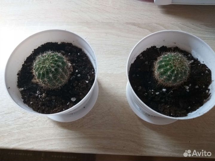 Кактусы и суккуленты
