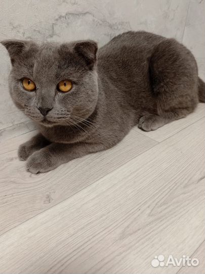 Кошки в добрые руки