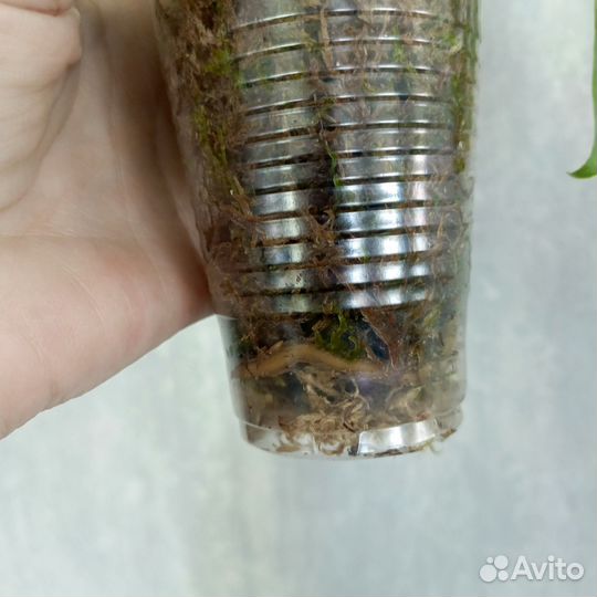 Монстера адансона вариегатная