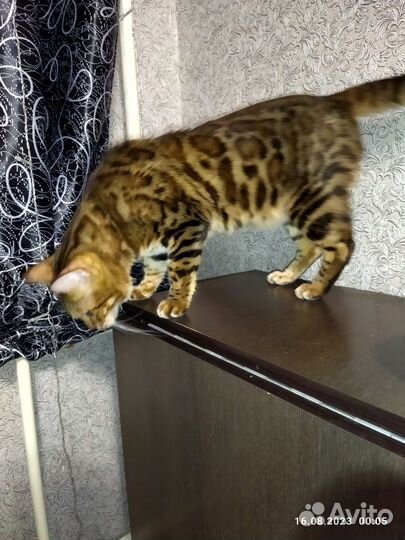 Бенгальская