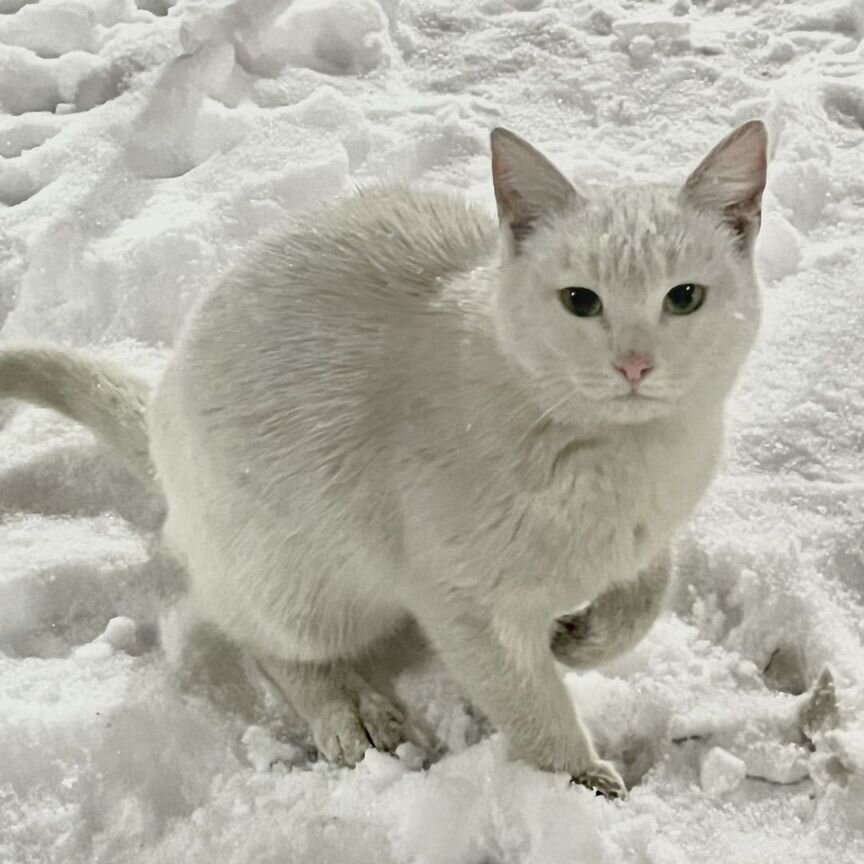 Белый котенок девочка в добрые руки