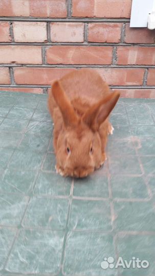 Кролик