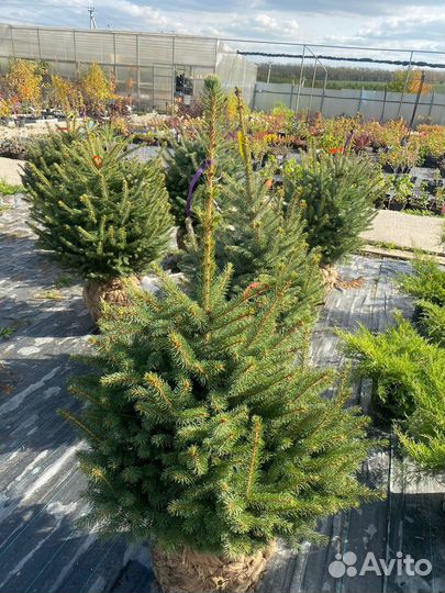 Ель рождественская