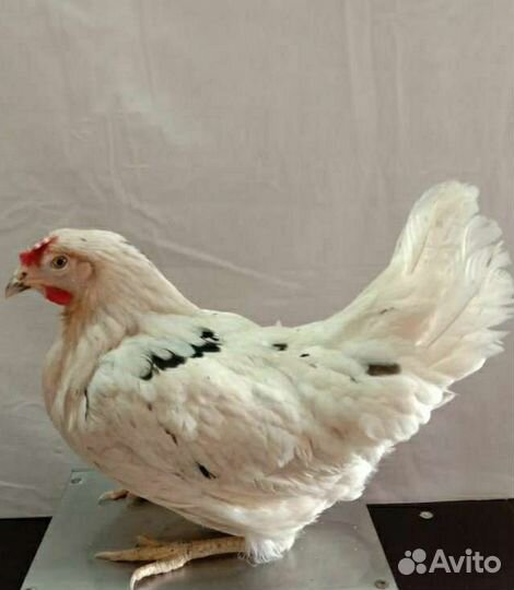 Куры молодки несушки