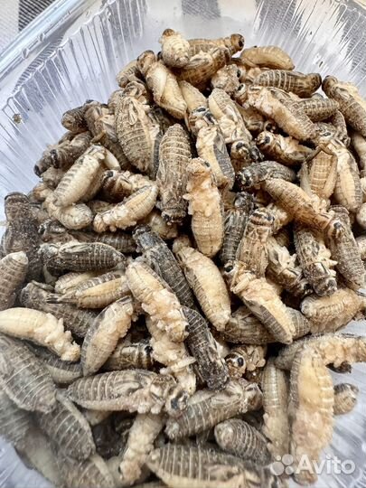 Корм, сверчки для стрижа, корм для ежа