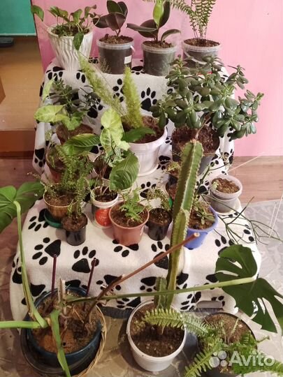 Цветы разных видов, домашние