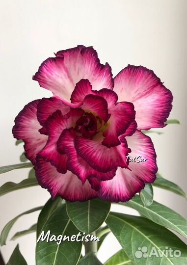 Адениум черенки (срез)